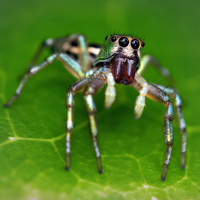 Vorlage für Vektorgrafik von Tarantula